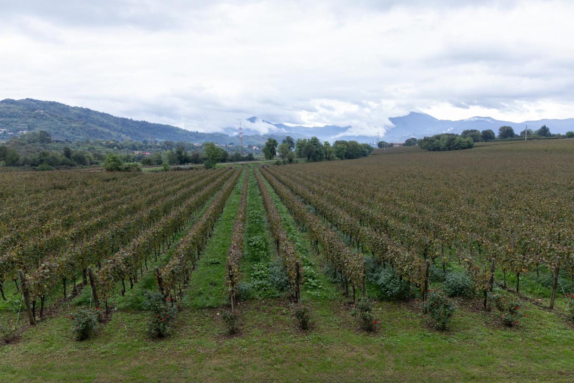 Agriturismo Ripa Del Bosco Capriolo Екстериор снимка